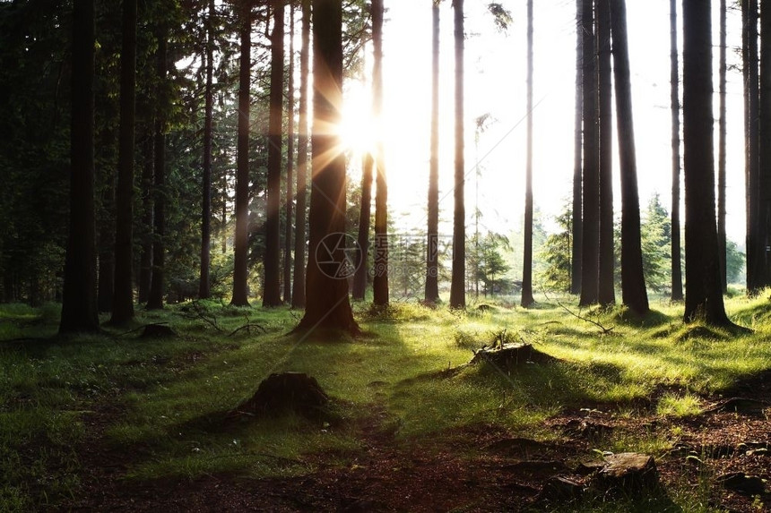 木头阴影叶子日出在树林的阳光下太升起在树林的光下在树林中升起有阳光和绿草原图片