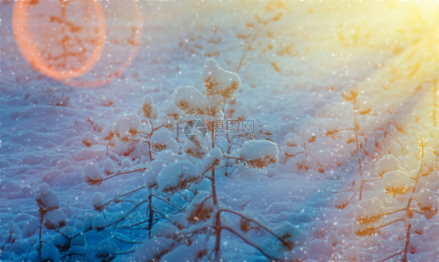 松树季节美丽的圣诞风景夏洛地深处的露天带山林在日落时温冬雪林太阳图片
