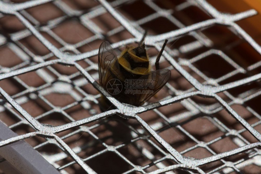 养蜂业绿色蜜蜇伤的宏观图片细节复制图片