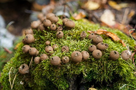 绿色美丽一个蘑菇家族生长在摩斯宏观中日落图片
