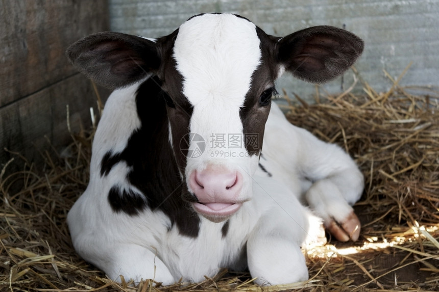 笼子里的牛幼崽农场小民图片
