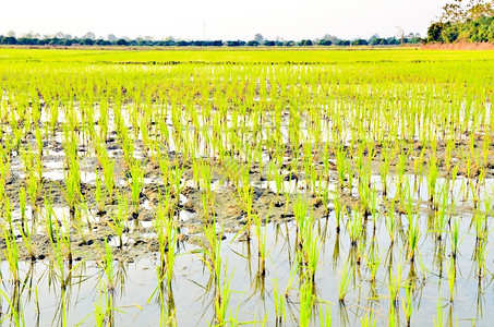 人们稻田食物重新种植稻图片