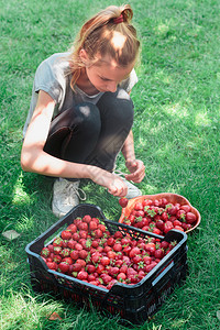 水果季节夏天女孩把新鲜采摘的草莓放到碗里图片