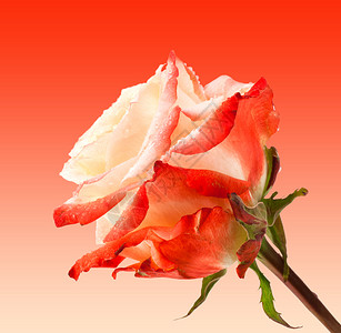 花瓣植物美丽的玫瑰头和水滴玛克罗茶的照片紧贴近的玫瑰花束起而来快乐的图片