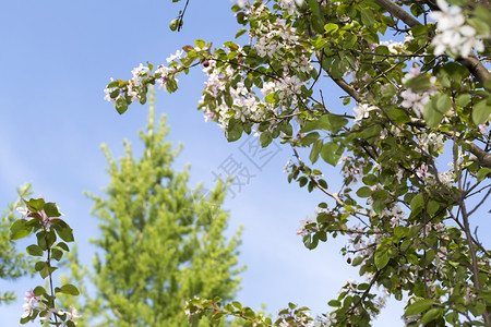 美丽奇妙的树有天空背景和云彩神奇的花朵树与天空背景和云彩白色的场地图片