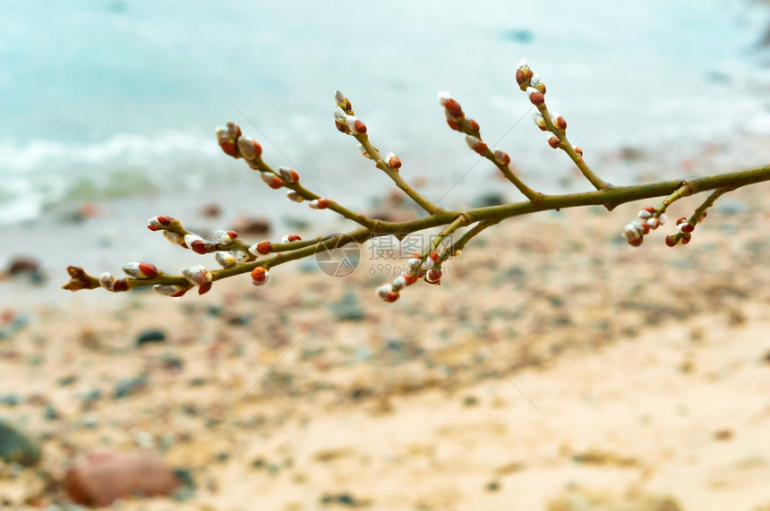 美丽柳树枝毛的花芽在春天的花椰枣和柳树枝黄色的自然图片