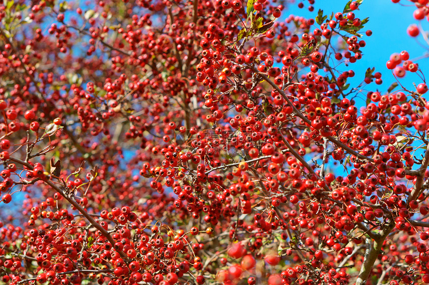 红色的分支山楂果对着天空红在树枝上山楂果对着天空唧图片