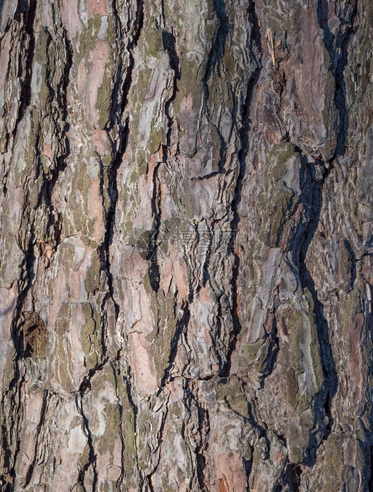 松树皮背景抽象的木材风化图片