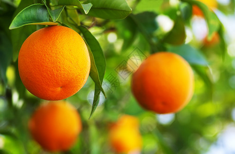 绞刑柑橘抗氧化剂熟的橙子在树上闭着熟的橙子背景图片