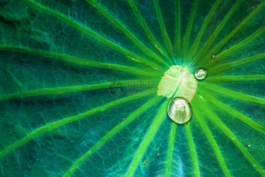 莲叶上的雨滴图片