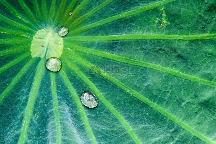 莲叶上的雨滴图片