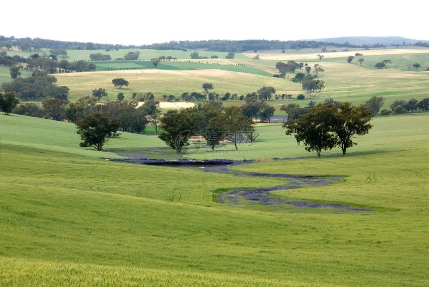 澳大利亚西南新威尔士州Young附近的农庄园树年轻围场图片