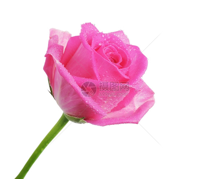粉色的脆弱花美丽粉红玫瑰花朵有孤立的落滴图片