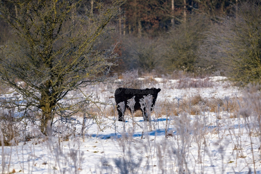牛肉在自然保护区的一座雪地草原上盖洛维金牛座有机的图片