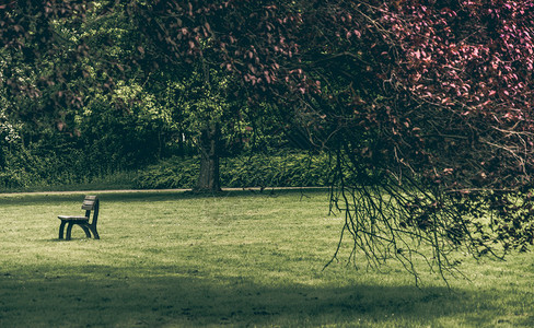 在公园的空椅子草坪上一片空荡的大树后面有黑叶忧郁情绪怀疑独自的忧郁图片