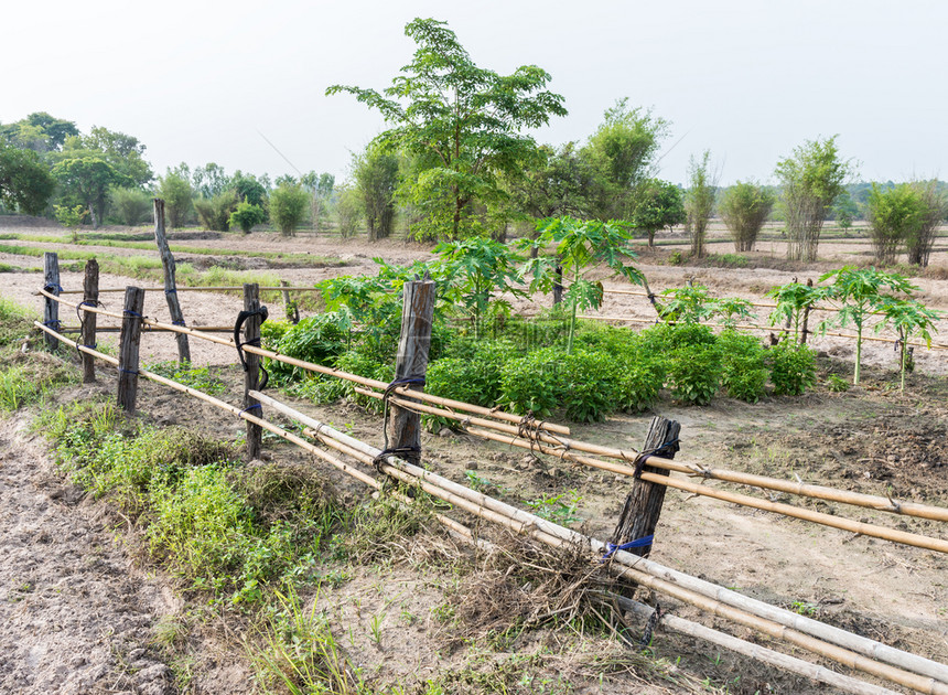 场地卷心菜在泰国农村稻田种植的有竹栅栏土生蔬菜园在泰国农村地区稻田种植绿色图片