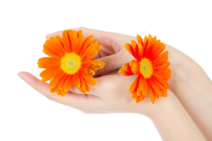 美丽的手和花占卜雏菊药物图片