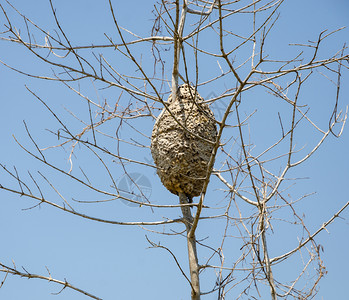 景观蓝色的无叶覆盖树干遮挡蓝天空的大白蚁巢图片