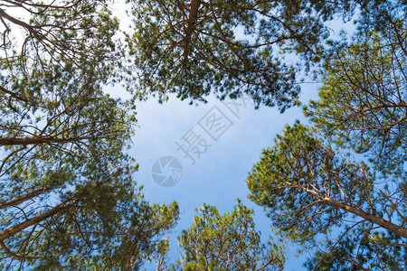 树木旅行天空林中的松夏见背景图片