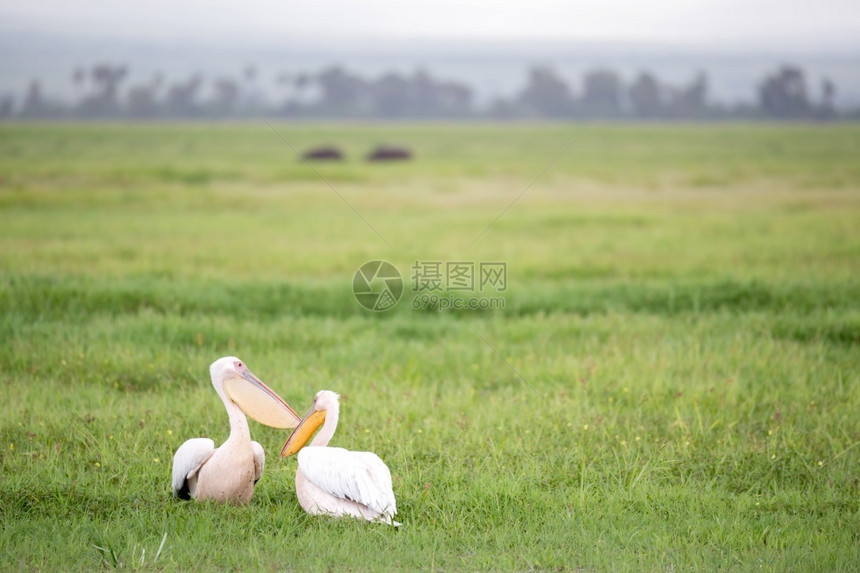 白色的河自然一只鸟正站在绿草地上一只鸟站在绿草地上图片