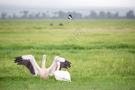 鹈鹕谷一只鸟正站在绿草地上一只鸟站在绿草地上喙天空一种背景