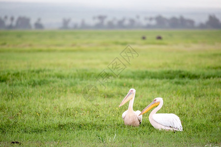 鹈鹕谷一只鸟正站在绿草地上一只鸟站在绿草地上奈瓦沙谷伟大的背景
