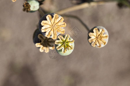 花瓣边界不成熟的绿色种子箱顶端视图关闭Poppy植物剪下图片