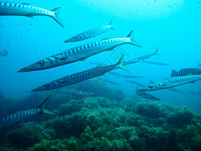 霍尔米加斯浅滩鱼群梭魔法自然背景