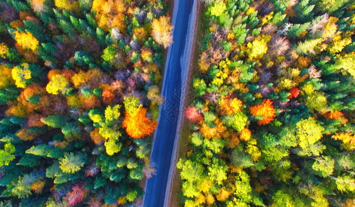 在树叶季节穿过林的美丽道路空中风景最佳秋天图片
