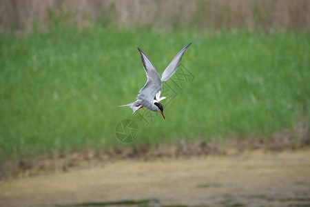 长尾光面燕八哥湿地欧洲燕鸥飞行中成年常住的长尾大胸在湖上捕猎生出累的鱿鱼背景