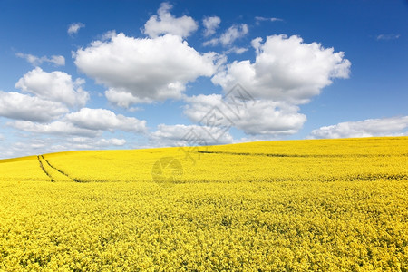 一望无际的油菜花田地图片