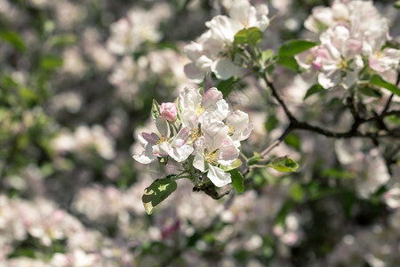 叶子春时为背景而开花的苹果树新鲜绿色图片
