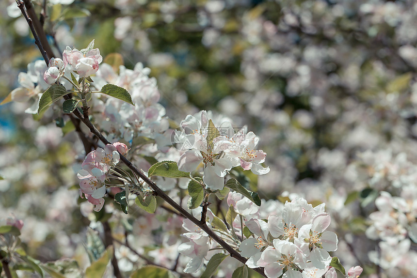 春时为背景而开花的苹果树白色季节质地图片