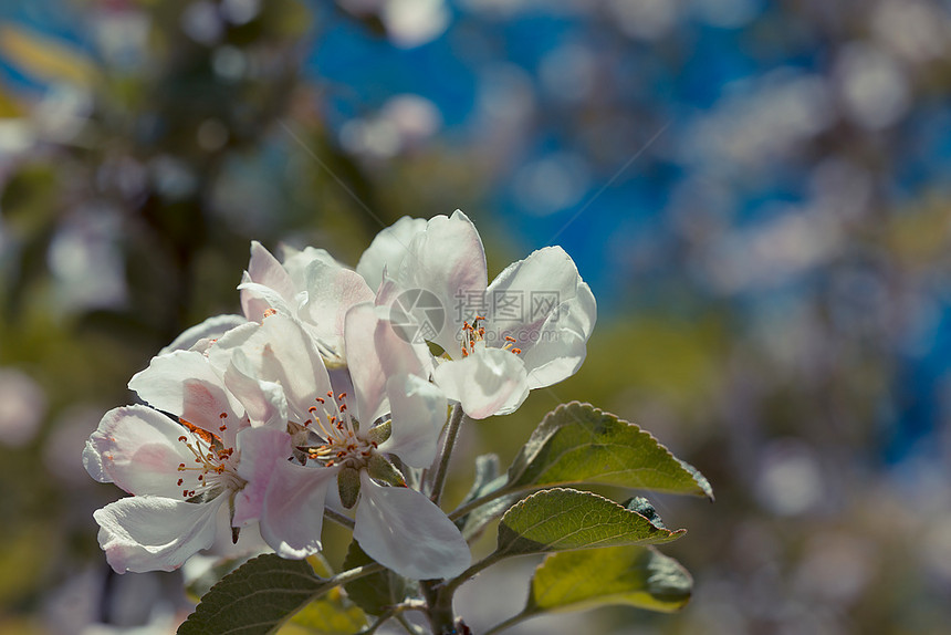 园艺春时为背景而开花的苹果树白色美丽图片