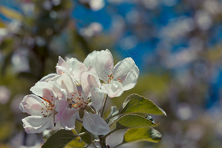 园艺春时为背景而开花的苹果树白色美丽图片