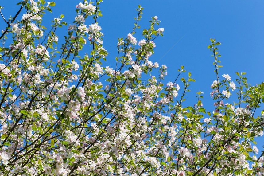 户外园艺春时为背景而开花的苹果树绽放图片
