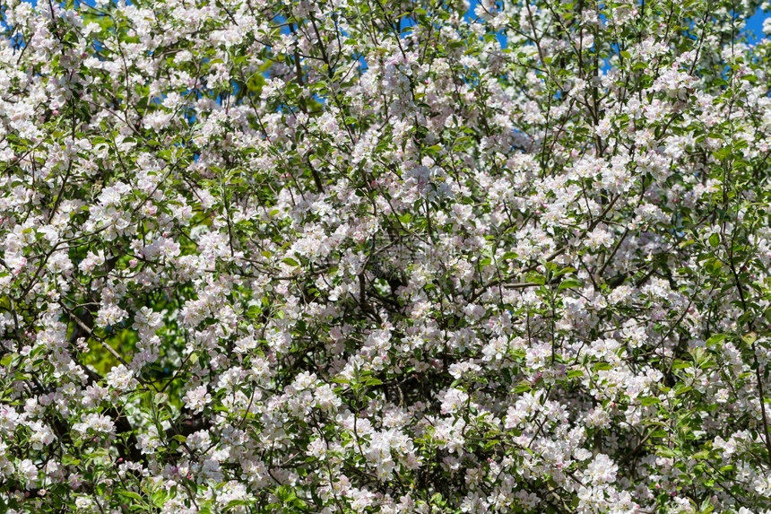 粉色的春时为背景而开花的苹果树绿色图片