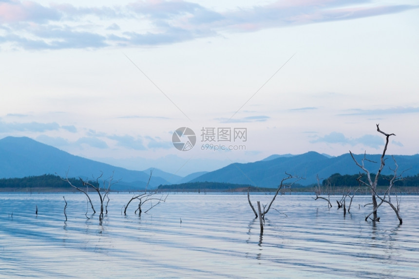 堤坝里的干枯树被淹没在堤岸的树木被淹没死结构体水图片