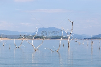 破坏堤坝里的干枯树被淹没在堤岸的树木被淹没季节损害图片