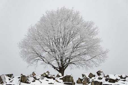 冬天在后面雪和冰盖的树在雪覆废墟后面户外图片