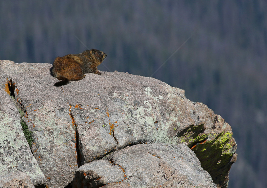 毛皮在美国科罗拉多州洛基山公园的一颗花岗岩爆破中就在特雷尔海脊路MarmotOnGranite种植场外的MarmotMarmot图片