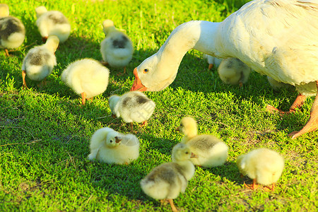 家庭鸡在村里青蛙草地上长着鹅毛的青在草地上嘎图片