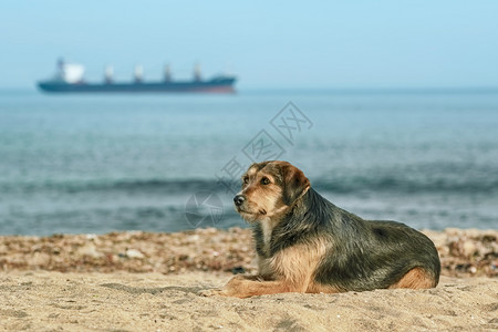 湖黑海岸的流浪狗上的流浪狗沿海宠物图片