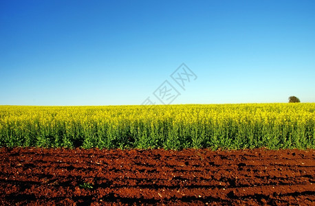 蓝色的农业田地和油籽卡诺拉棕色的图片