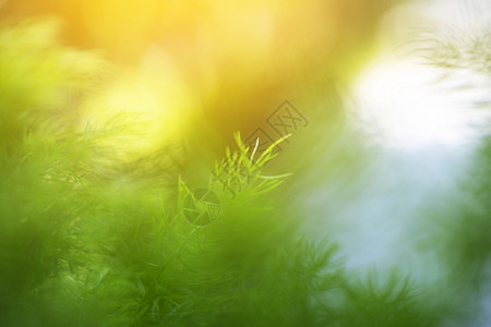 新鲜水生态绿色叶含模糊背景概念背景图片