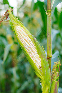 白色的玉米图片