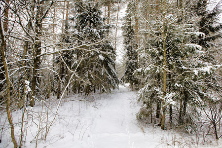 十二月针叶雪覆盖了树冬天采春白雪无处不在树枝和地面的上花生木图片
