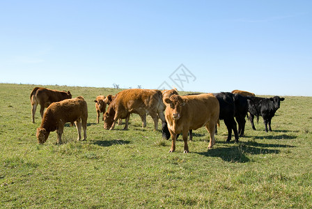 蓝色的Limousin牛群在牧棚中放公牛转向图片