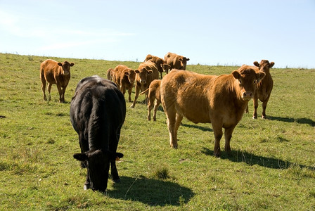 脸围场Limousin牛群在牧棚中放明尼斯图片