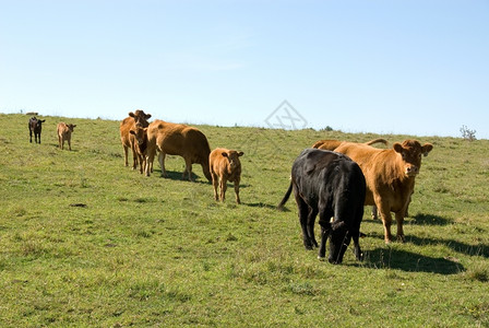 牧场棕色的Limousin牛群在牧棚中放豪华轿车图片